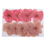 10x fashion Crafts Components Mixed Dried Flower Sakura