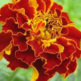 25 Seeds French Marigold Sparky Tagetes erecta Annual