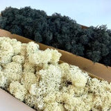Moss Covering Soil Orchids Potted Plants Preserved Black White Moss for Halloween Decor Reindeer Lichen Art Wall Decor Florist Wedding Decor