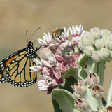 Milkweed - Swamp Milkweed (asclepias incarnata) Organic. 25/50 seeds. Flat rate shipping!