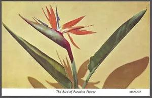 THE BIRD OF PARADISE FLOWER Postcard Lili Perfume Factory Card No. 6