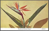 THE BIRD OF PARADISE FLOWER Postcard Lili Perfume Factory Card No. 6