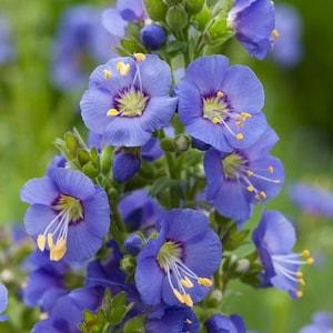 30+ Jacob's Ladder Flower Seeds-Beautiful Perennial Flower -POLEMONIUM CAERULEUM---B127