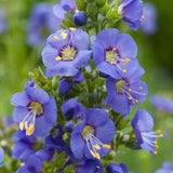 30+ Jacob's Ladder Flower Seeds-Beautiful Perennial Flower -POLEMONIUM CAERULEUM---B127