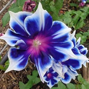 225/10 Dianthus Mavi Seeds Climbing Plant Flowering Plant Seeds