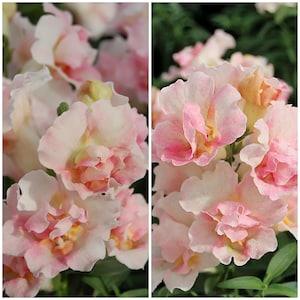 ROSE BUTTERFLY SNAPDRAGON SemiDouble  Flower Seeds - Dwarf Semi-Double Azalea Flowered Dwarf Snap Flower Mix / Mothers Day Gift / Rare Seeds
