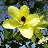 Bauhinia tomentosa  Yellow Orchid Tree, Mountain Ebony 20, 40 seeds