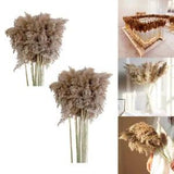 10x  Dried  Grass Phragmites Reed  Party Ornaments