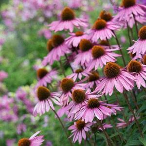 Echinacea purpurea herb seeds - 50 seeds - eastern conflower- code 262
