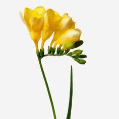 Luxury Freesia Delivery | Send Luxury Freesia Flower Bouquet | FLOWERBX US Flower Delivery