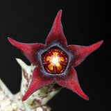 Orbea semitubiflora live plant cutting rooted~Stapelia