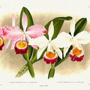 Orchid No. 409, 1885, Linden auth., botanical print (giclee) on canvas, 50x70cm. or 20x25" approx.