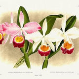 Orchid No. 409, 1885, Linden auth., botanical print (giclee) on canvas, 50x70cm. or 20x25" approx.