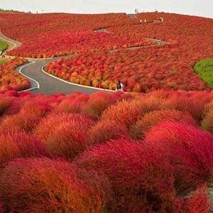 Burning Bush 15 Seeds