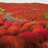Burning Bush 15 Seeds