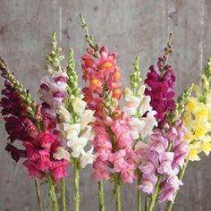 Stunning in-season flowers for a spring wedding (with images) Flower Delivery