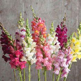 Stunning in-season flowers for a spring wedding (with images) Flower Delivery