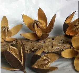 10 Wooden Flowers Dried Pods 3-4 inch  Floral Crafts