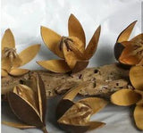 10 Wooden Flowers Dried Pods 3-4 inch  Floral Crafts