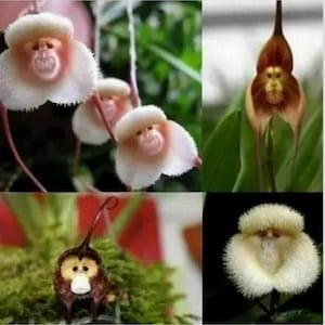 50pcs Monkey Face Orchid Flower Seeds Plant Bonsai Home Garden. (#0806)