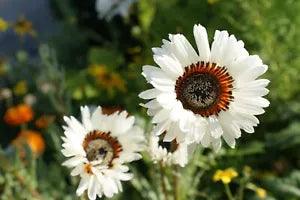 Venidium fastuosum - White Cape Daisy seed