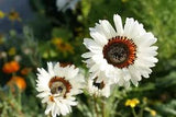 Venidium fastuosum - White Cape Daisy seed