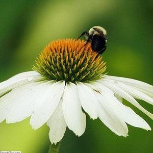 CONEFLOWER 'PRIMADONNA WHITE' Echinacea Cone Flower 3 Seeds