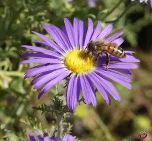1000 Prairie Aster Tahoka Daisy Seeds Violet Blue Purple