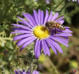 1000 Prairie Aster Tahoka Daisy Seeds Violet Blue Purple