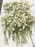 50 pcs White Baby's Breath Real Natural Dried Pressed Flowers for 1 pack 50pcs
