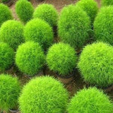 Summer Cypress Burningbush Ragweed 1g - 300 NON GMO Seeds - Kochia Scoparia