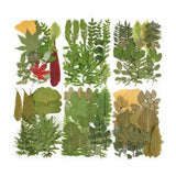 Natural Dried Pressed Flowers Plants Leaf UV Resin specimen Making Craft Artwork
