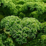 100 Seeds- Dwarf Curled Scotch Kale Seeds Heirloom Vegetable- Z011-Organic (Non GMO)
