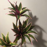 One extra large beautiful tropical stem