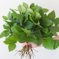 Salal Tips Greenery | DIY Wedding Flowers | Flower Moxie Flower Delivery