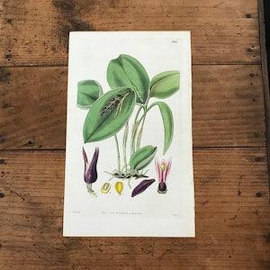 Brazilian Prolifera Orchid, Original 1833 Hand Colored Print, Antique Curtis Botanical Engraving
