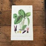 Brazilian Prolifera Orchid, Original 1833 Hand Colored Print, Antique Curtis Botanical Engraving