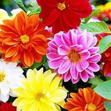 Dahlia Dwarf Unwins . Mixed colours . 30 seeds