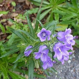 Campanula flower single mixed - 100 seeds - code 268