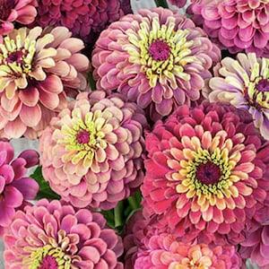 10+ Queen Red Lime Zinnia Flower Seeds / Flower Seeds / Zinnia elegans / Summer Flower /(#8)