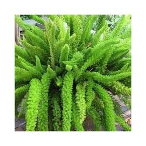 Foxtail Fern (Asparagus densiflorus ??Mazeppa??) Houseplant - 10 seeds