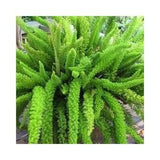 Foxtail Fern (Asparagus densiflorus ??Mazeppa??) Houseplant - 10 seeds