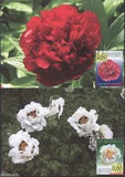 BULGARIA 2010  FLOWERS  PEONY  PEONIES  2 MAXI CARDS