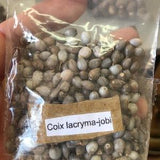 Coix Lacryma Jobi J'obs tears Seeds Tears of Job beads Adlay Natural drilled jobes Lagrimas de San Pedro Moisies Organic bead 20 Seeds