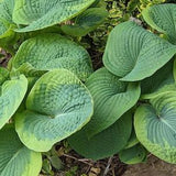 Hosta Frances Williams -Unique Variegated Large Leaf Shade Loving Perennial