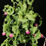 Epiphyllum Guatemalense Monstrose * Curly Sue Locks * Orchid Cactus * Rare * 5 Seeds *