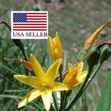Dobo Lily - Cyrtanthus breviflorus - 10 Fresh Seeds