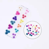 36PCS Real Pressed Dry Mixed flowers collection, 12 colors FCD504 #12