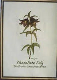 Chocolate Lily Alaskan Wildflowers Hillside Designs Cross Stitch Kit NIP