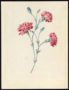 Antique Drawing-CARNATIONS-Anonymous-1794